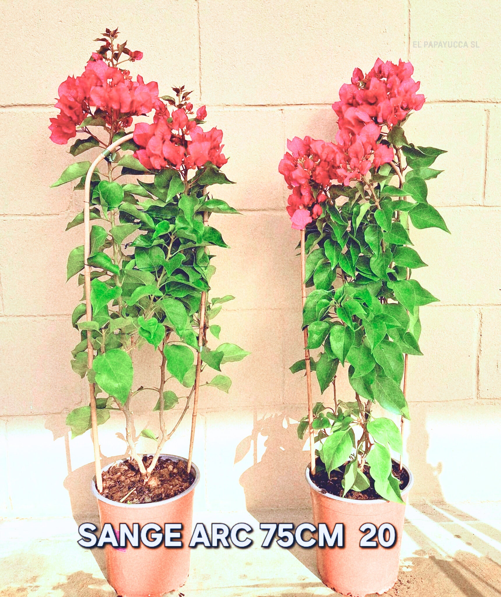 Bougainvillea Spectabilis (Buganvilla Sangre — Arco)