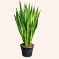Sansevieria Trifasciata (Sauvage / Lengua de suegra)