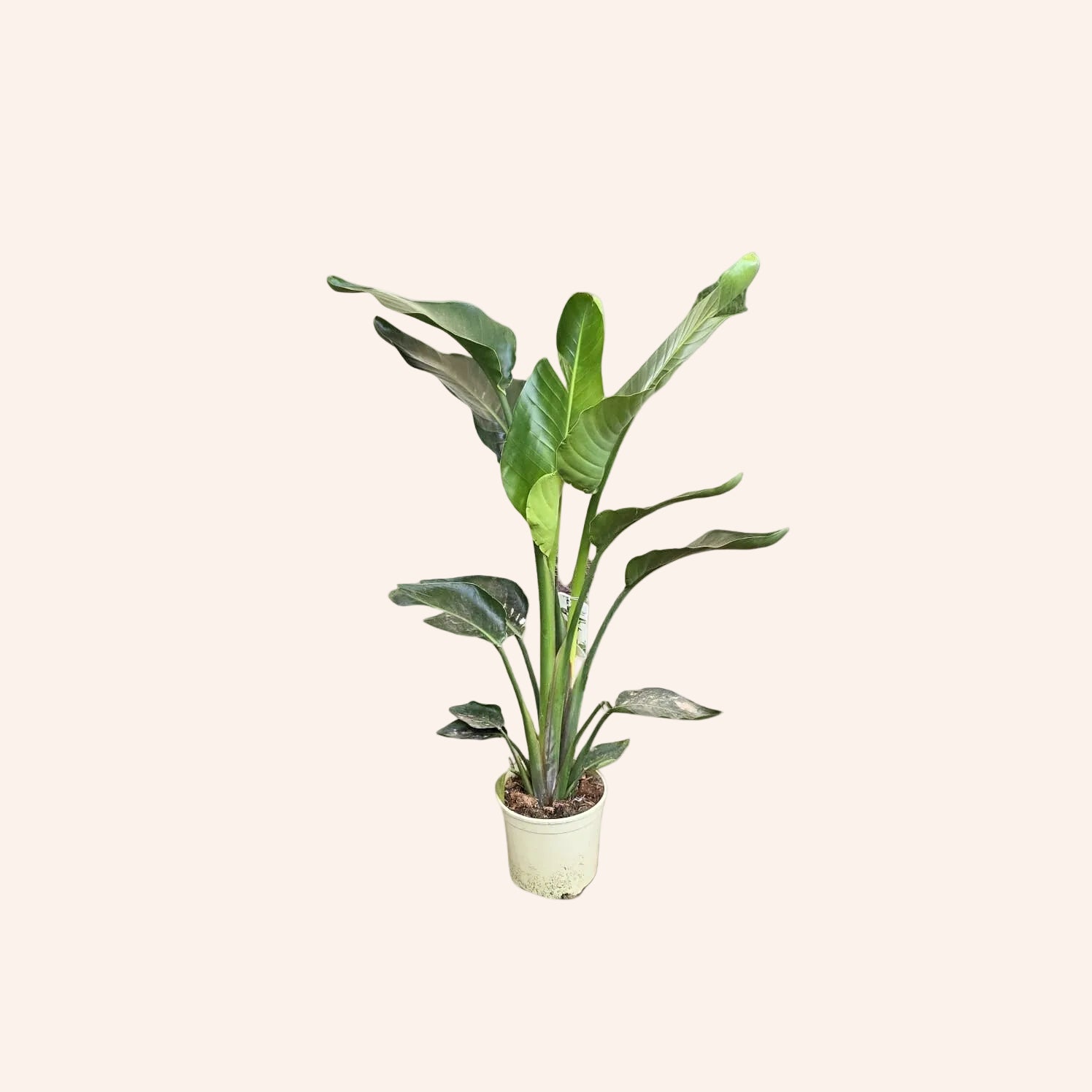 Strelitzia Augusta (Ave del Paraíso blanca)