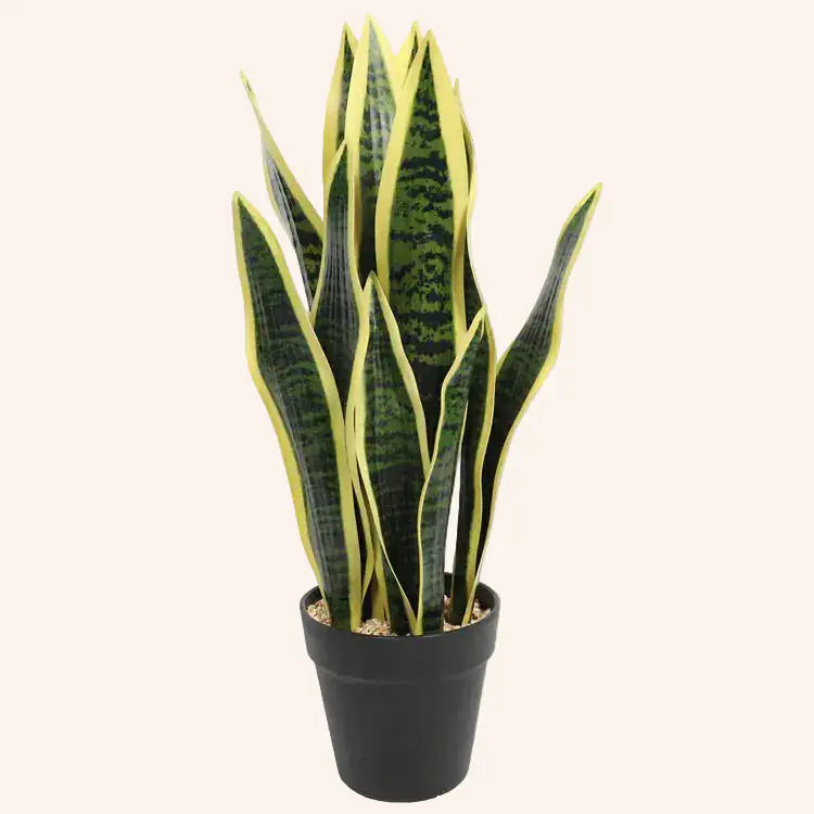 Sansevieria trifasciata