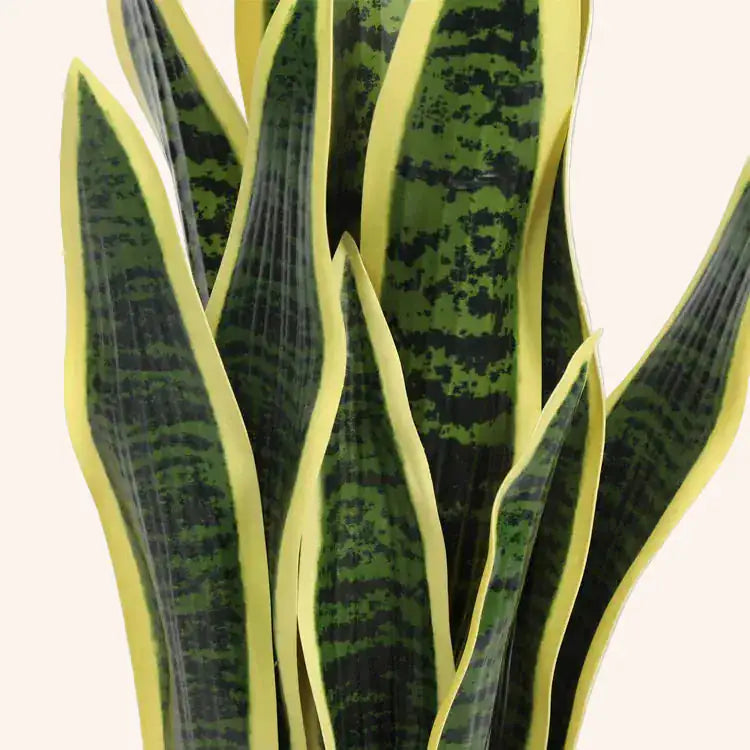 Sansevieria trifasciata