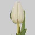 Tulipan Blanco 10 Tallos Granel