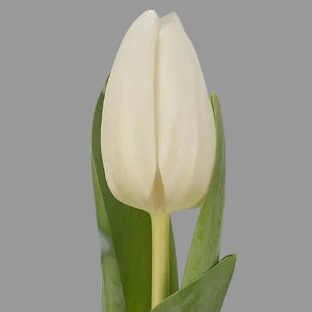 Tulipan Blanco 10 Tallos Granel