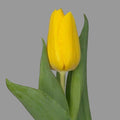 Tulipán Anarillo 10 Tallos Granel
