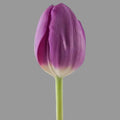 Tulipán Morado 10 Tallos Granel