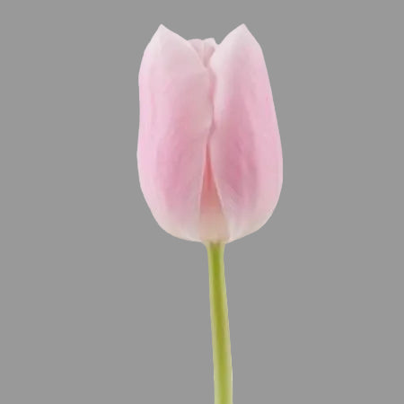 Tulián Rosado 10 Tallos