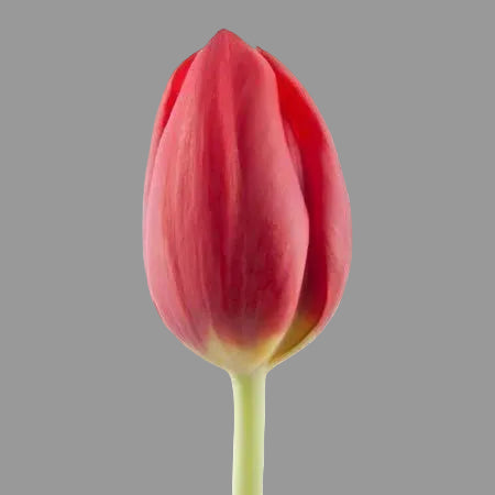 Tulipán Rojo 10 Tallos a Granel