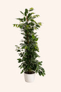 Ficus Benjamina