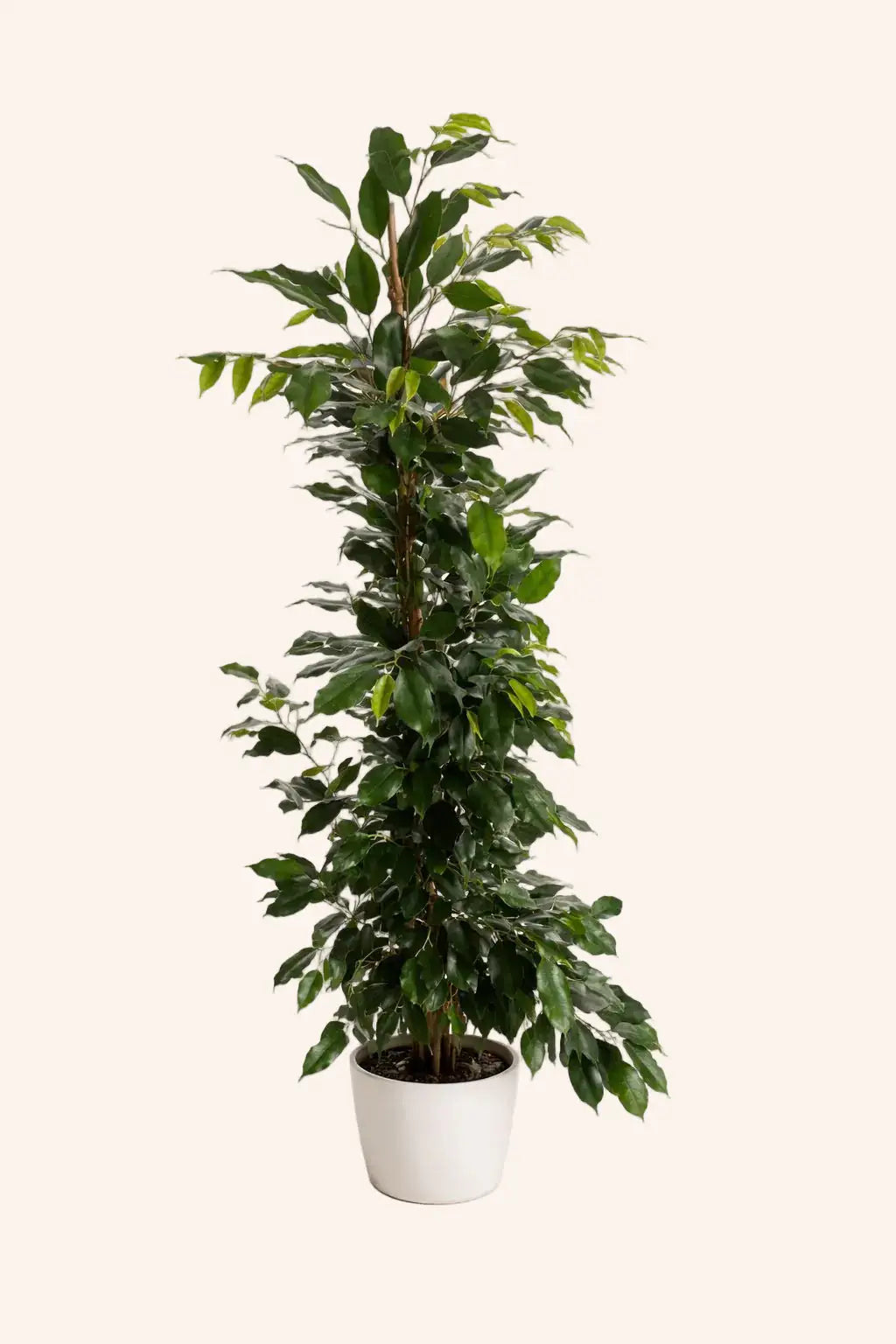 Ficus Benjamina