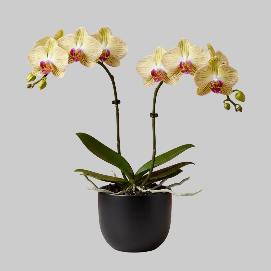 Orquídea Phalaenopsis — La reina que eligió quedarse.