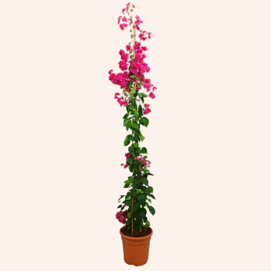 Bougainvillea Spectabilis (Buganvilla Roja — Trípode)