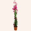 Bougainvillea Spectabilis (Buganvilla Roja — Trípode)