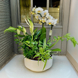 Centro de Órquida Zen