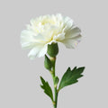 Claveles 10 Tallos
