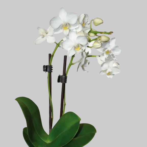 Orquídea Phalaenopsis — La reina que eligió quedarse.