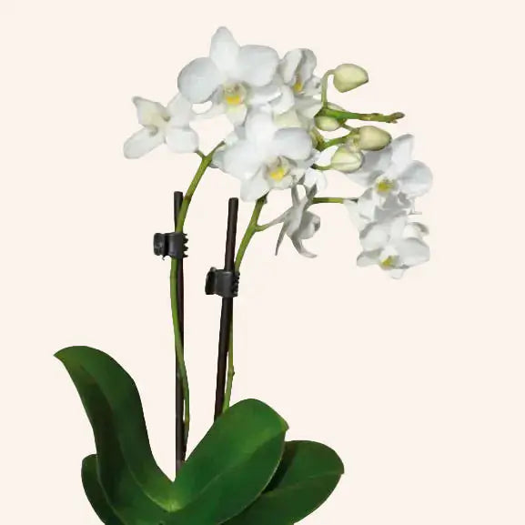 Orquídea Phalaenopsis