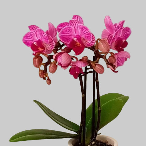 Orquídea Phalaenopsis — La reina que eligió quedarse.