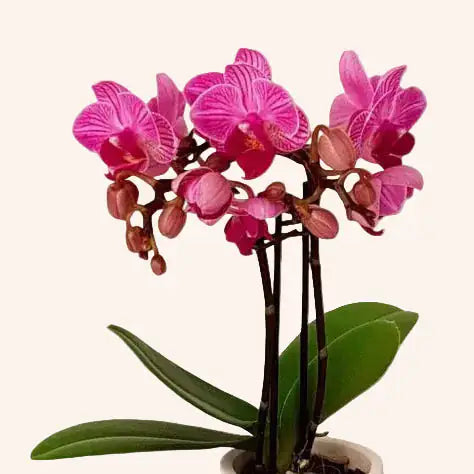 Orquídea Phalaenopsis