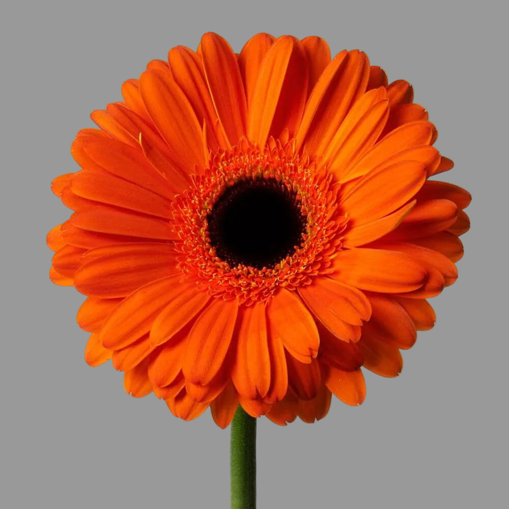 Gerbera Naranja