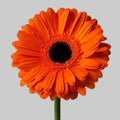 Gerberas