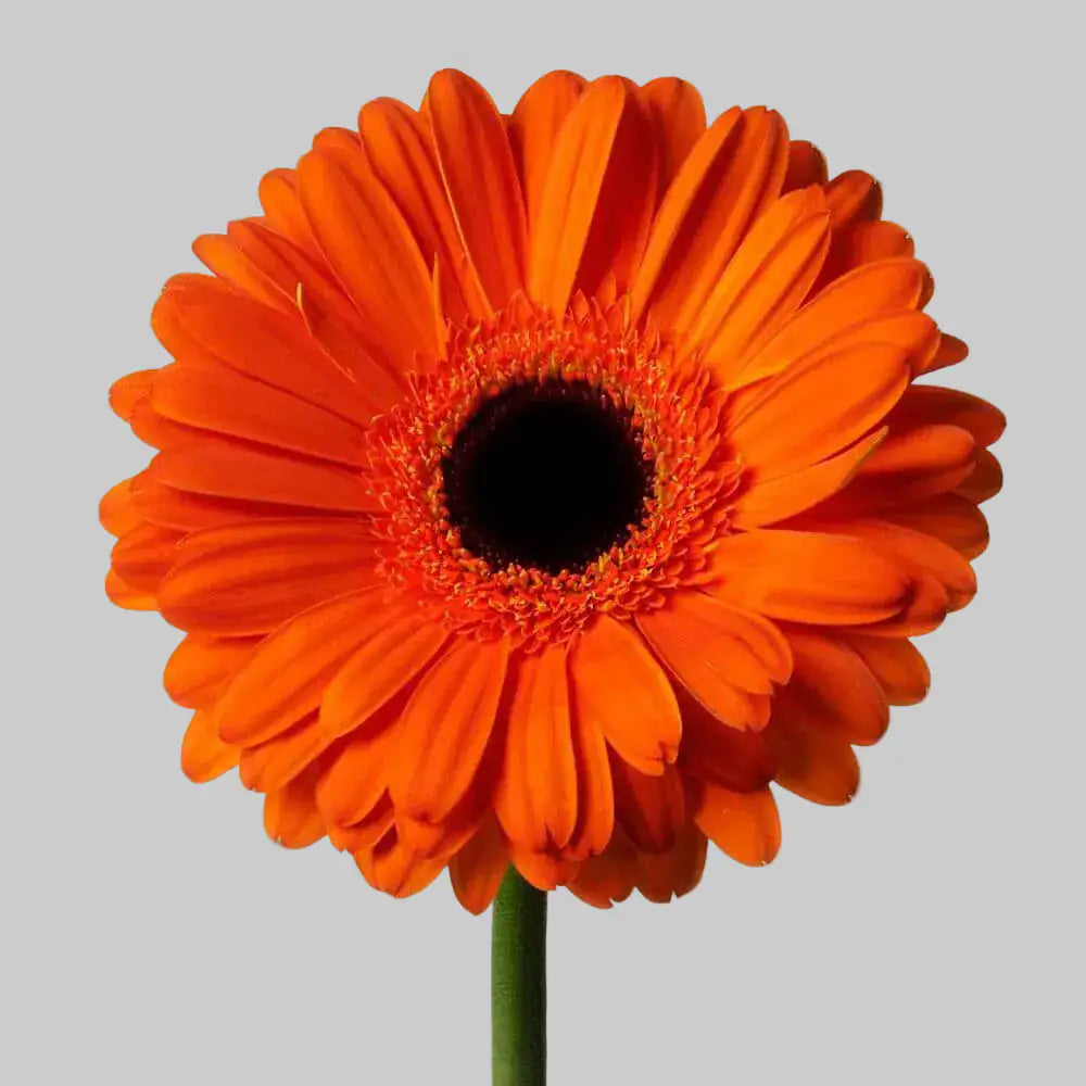 Gerbera Taronja