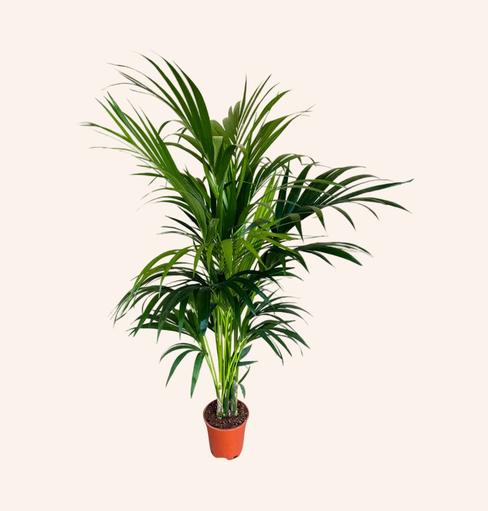 Howea Forsteriana (Kentia)