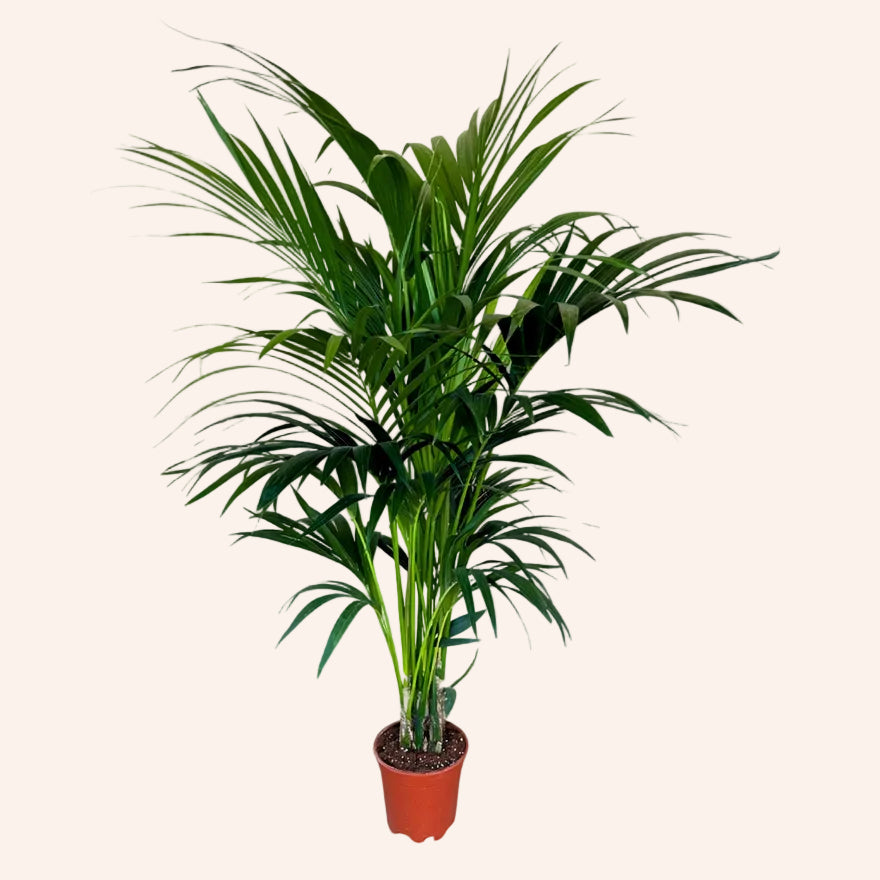 Howea Forsteriana (Kentia)
