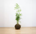 Kokedama de Chamaedorea