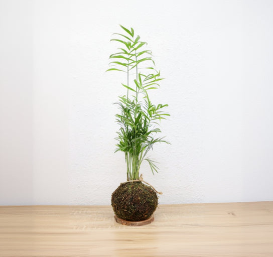 Kokedama de Chamaedorea