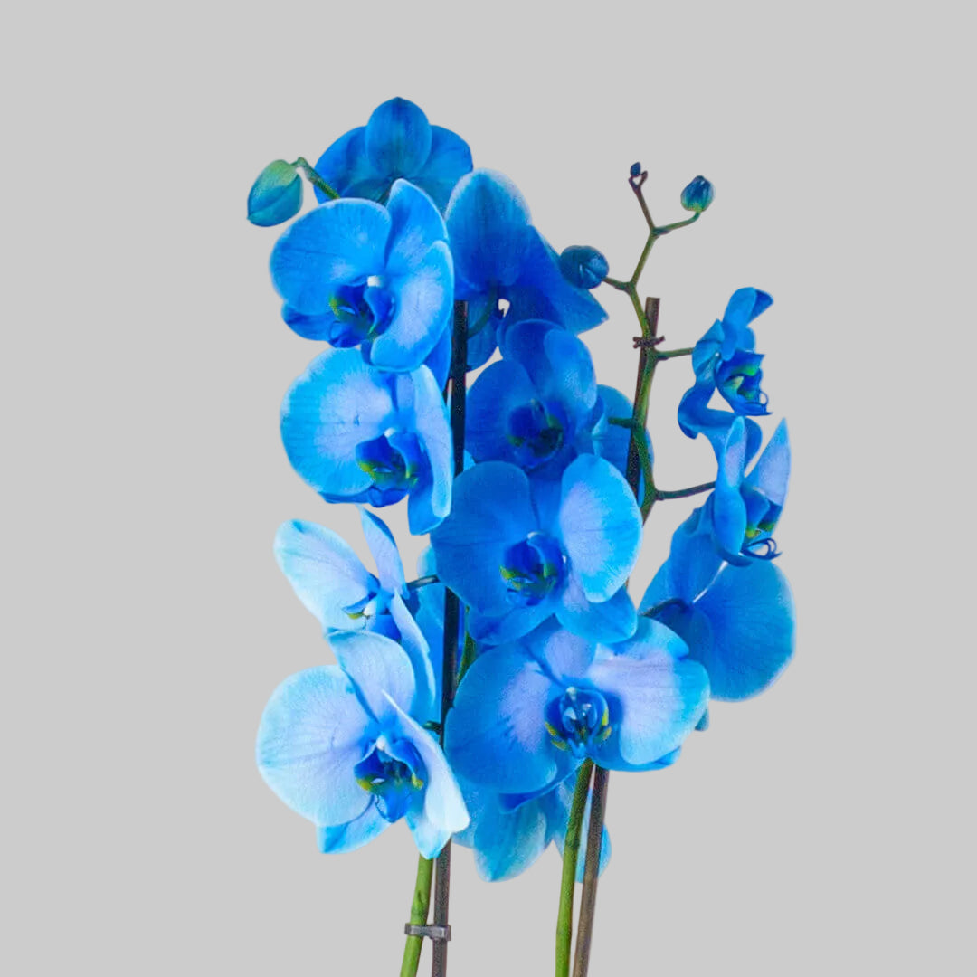 Orquídea Phalaenopsis — La reina que eligió quedarse.