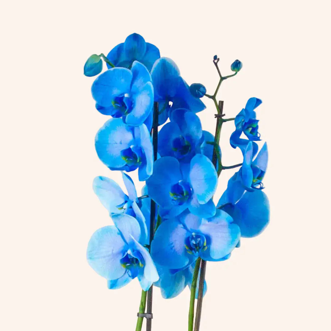 Orquídea Phalaenopsis