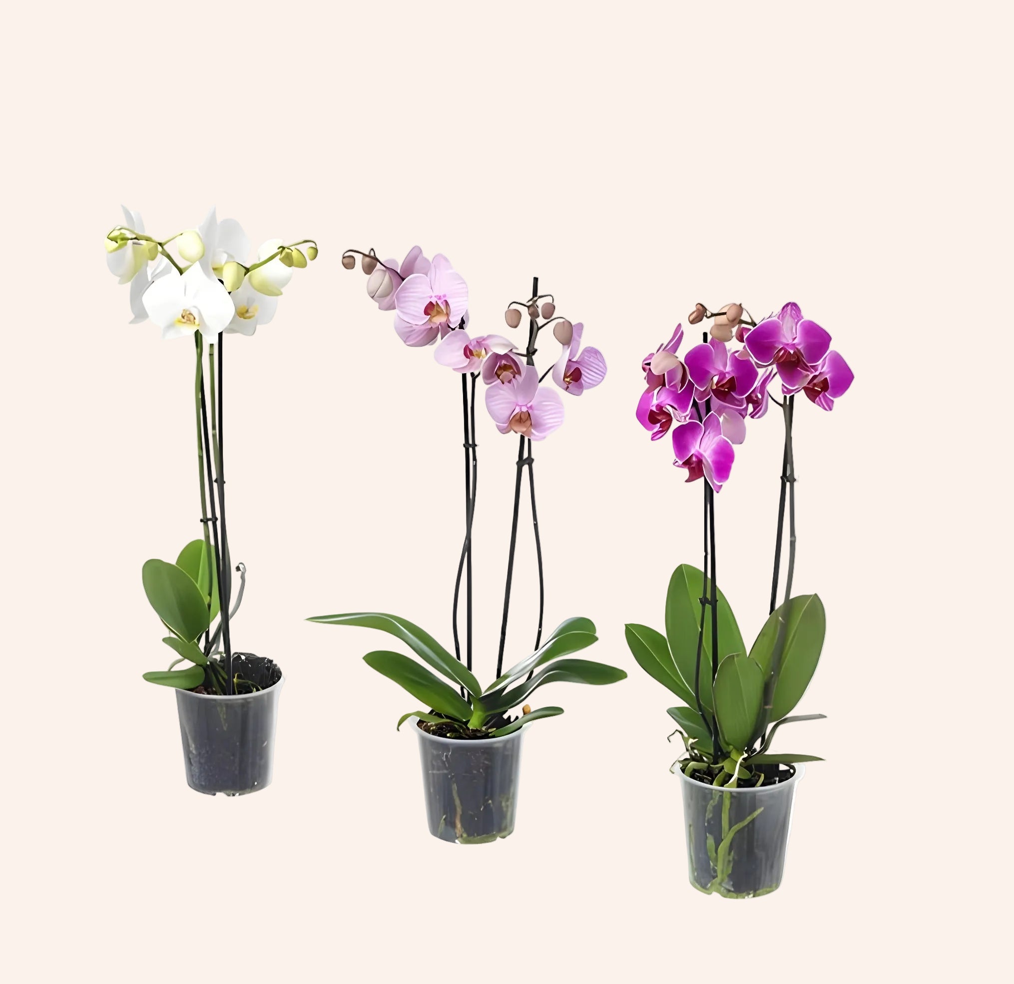 Orquídea Phalaenopsis