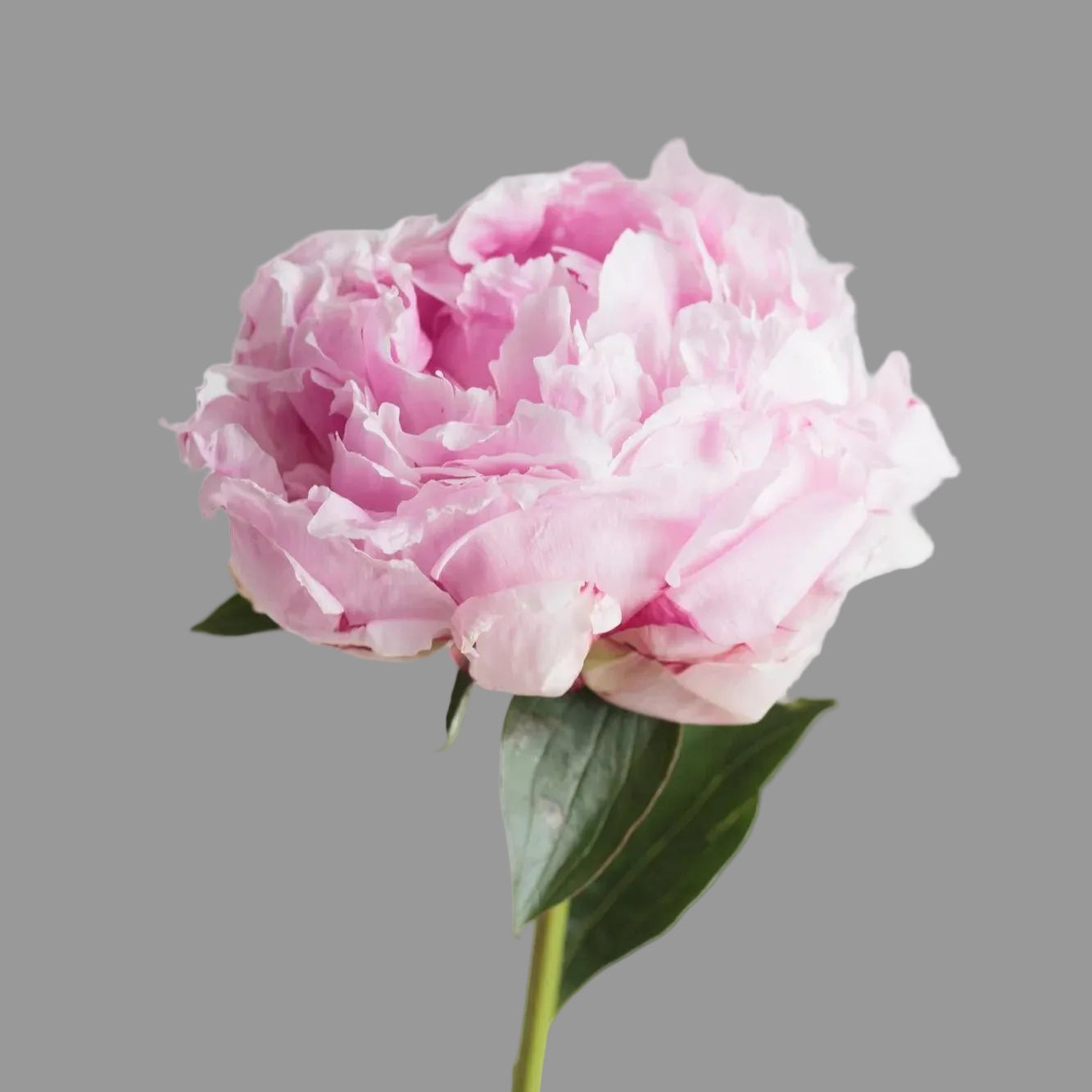 Peonia Rosa 10 Tallos