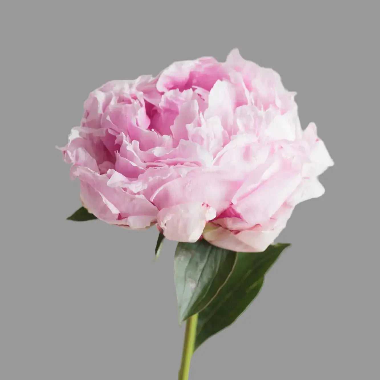 Peonia Rosa 10 Tiges