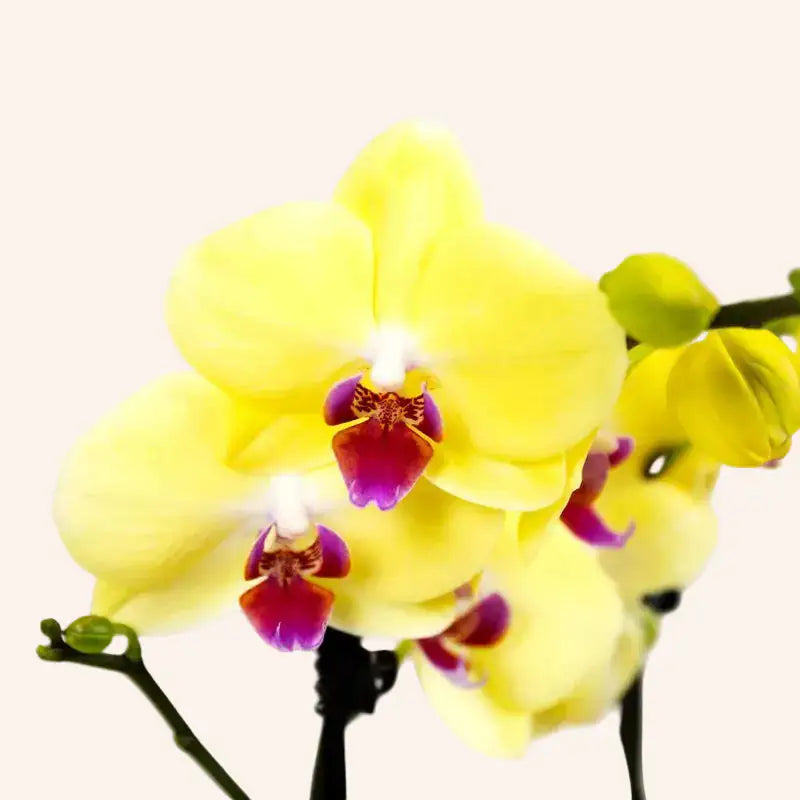 Orquídea Phalaenopsis