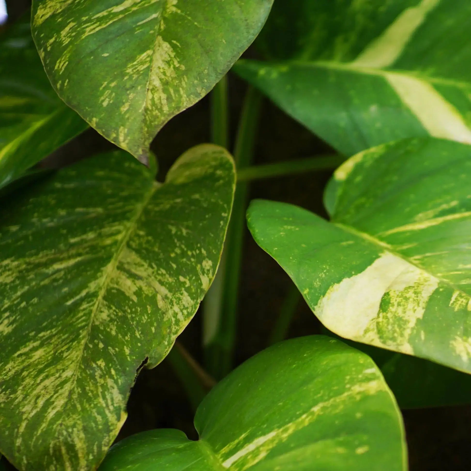 Pothos